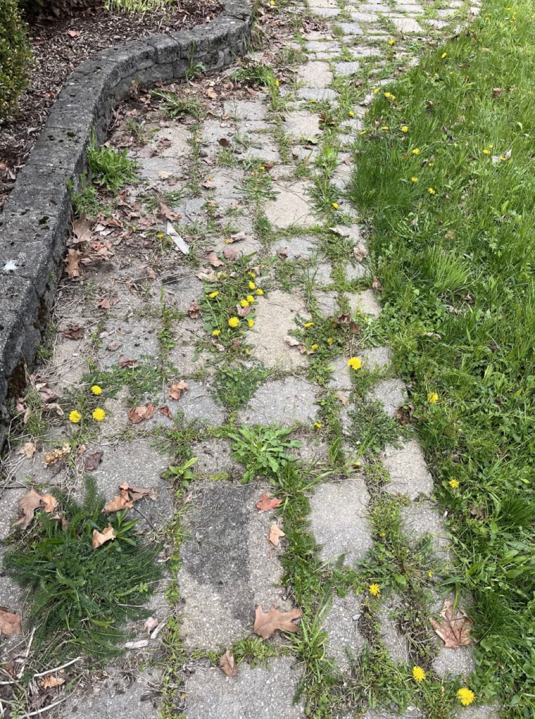 Allée paysagère au Bouscat — avant